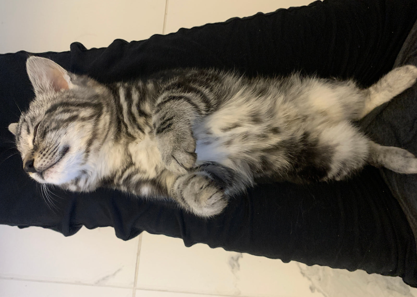 Why do cats like to sleep on us?