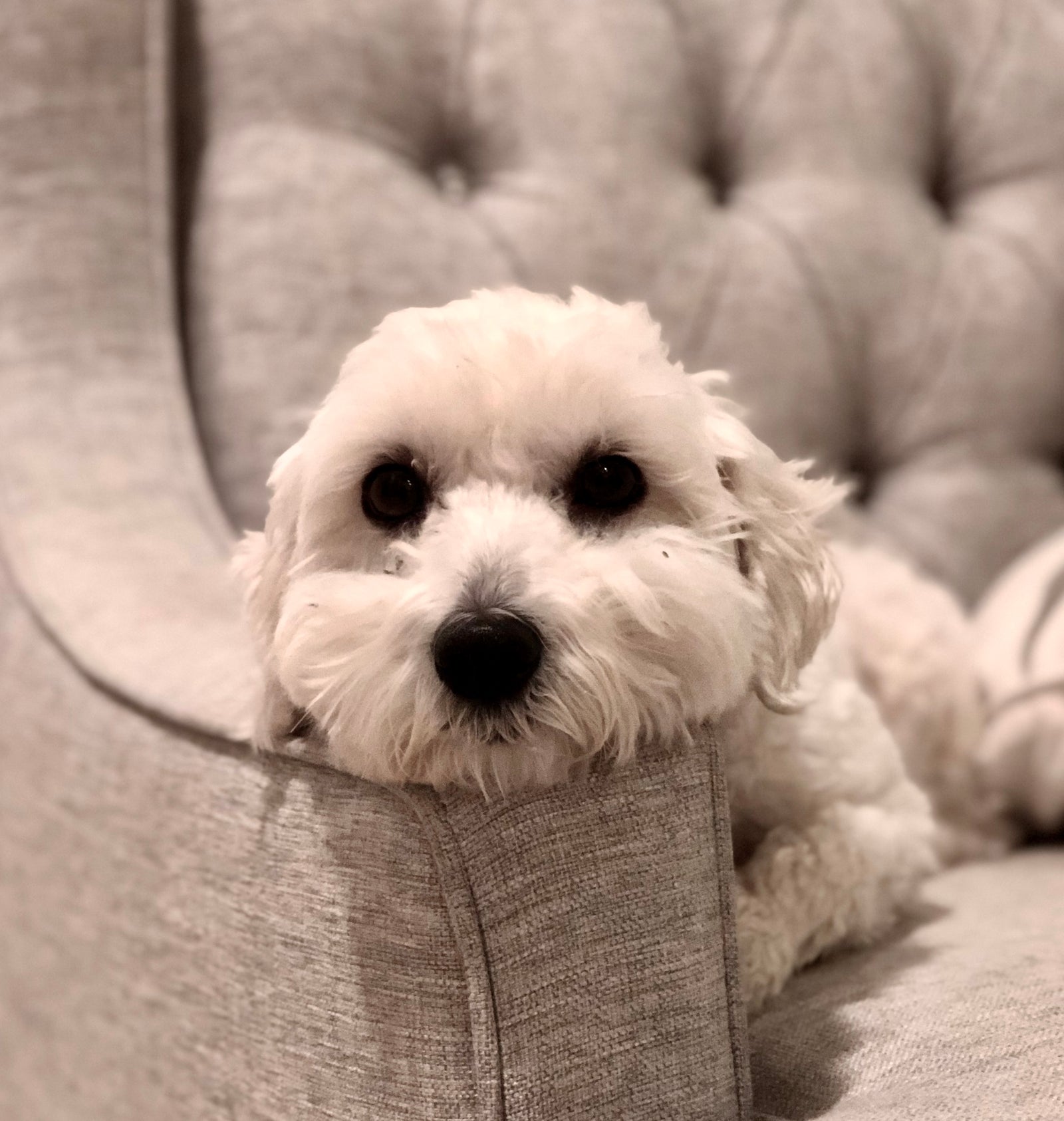 Celebrating National Little Pampered Dog Day