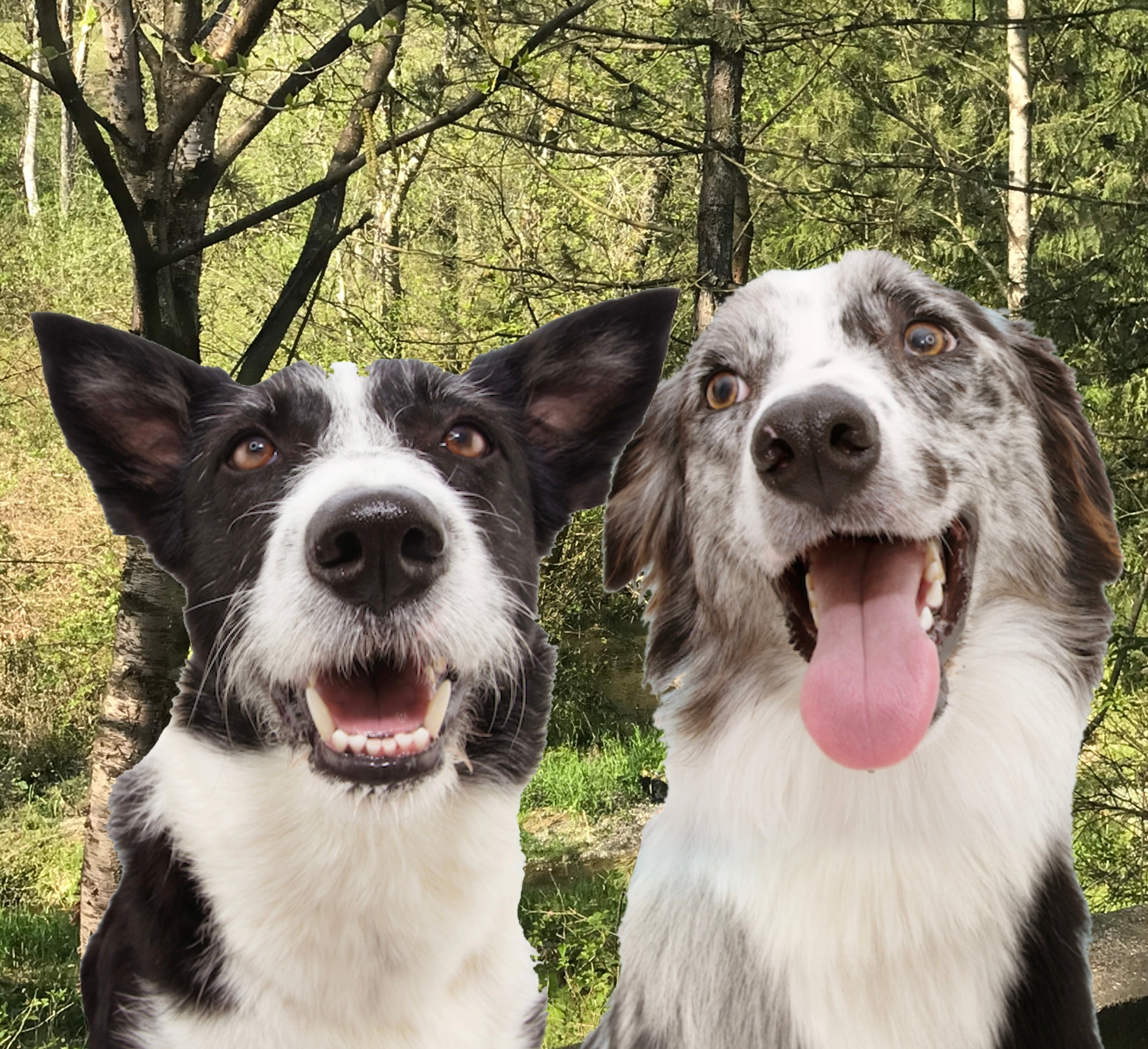 Fresh Breath, Happy Pooch: Effective Ways to Tackle Doggy Bad Breath