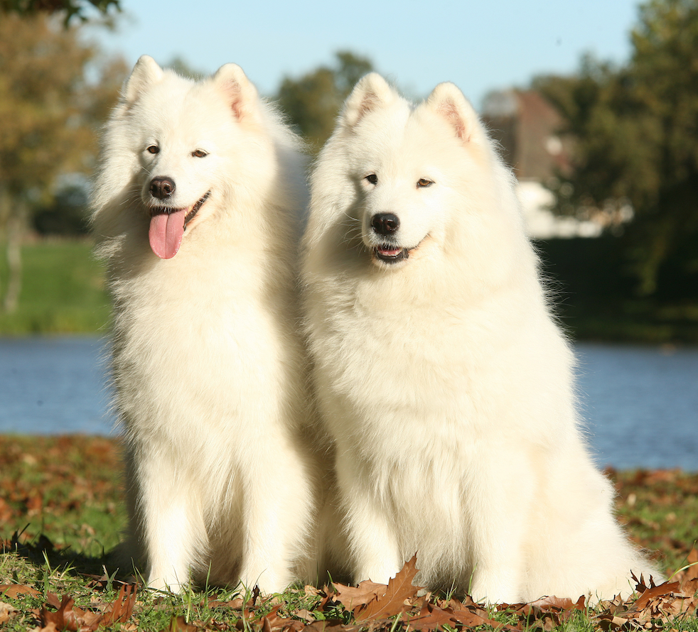 May 1st, 2023, International Samoyed Day