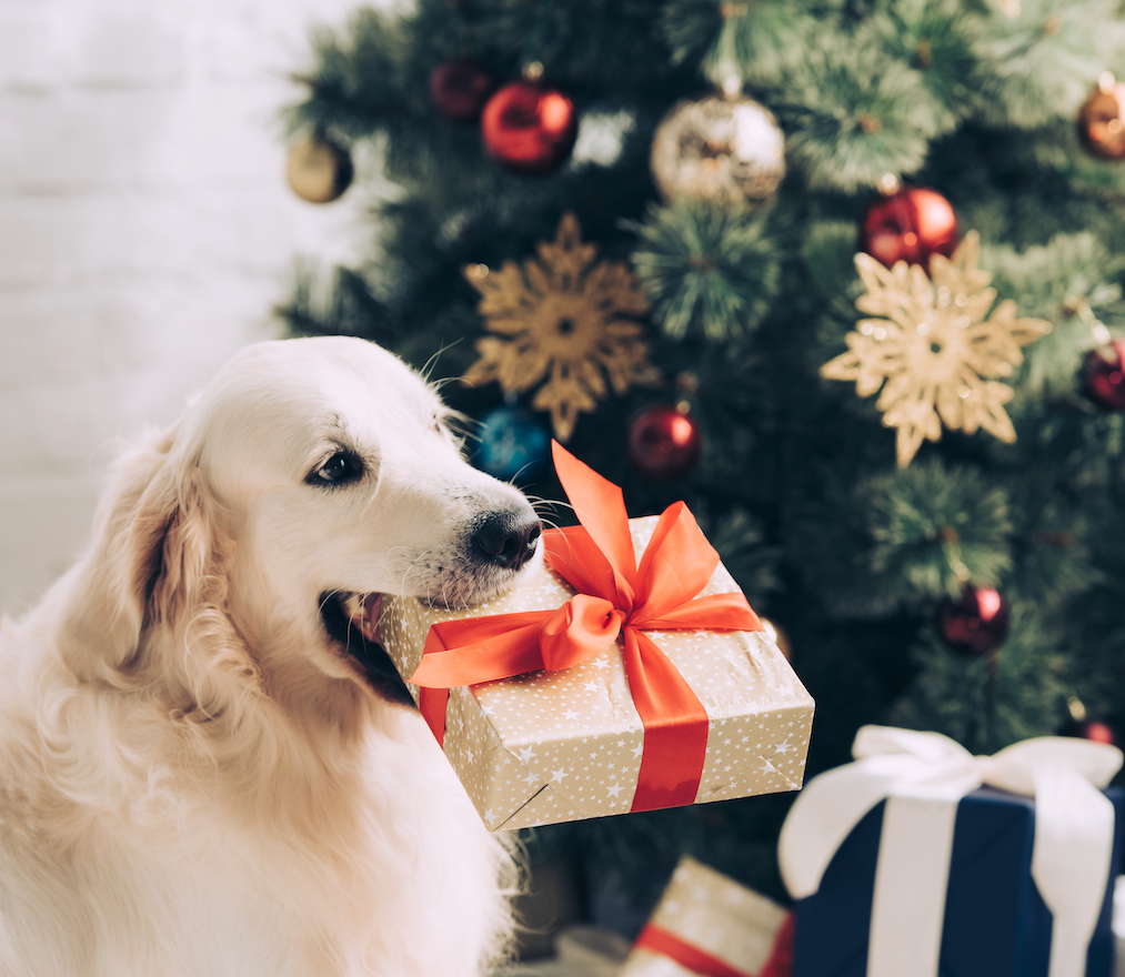 Celebrating the Holidays with Your Furry Friend