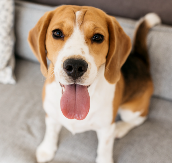 Embracing The Quirky Charm Of Beagles: National Beagle Day Celebration 