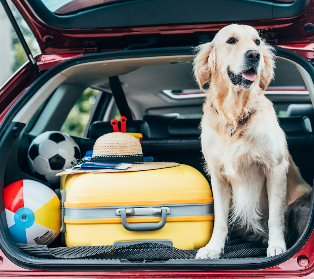 Tips for a Pawsome Adventure