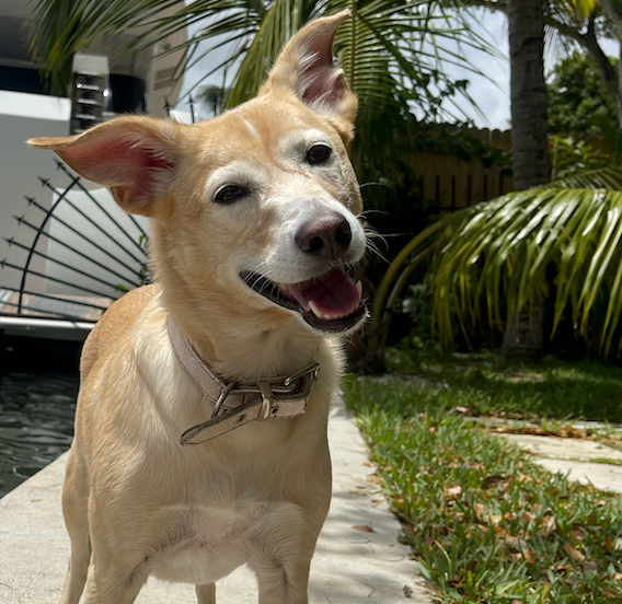 Celebrating National Rescue Dog Day