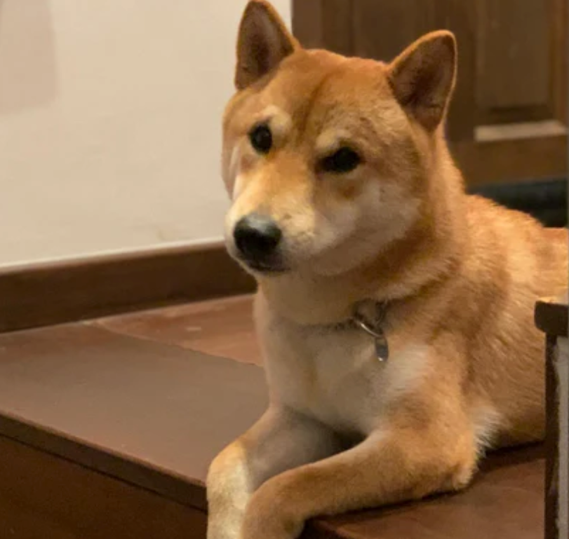 Surprising Foods Dogs Can Eat