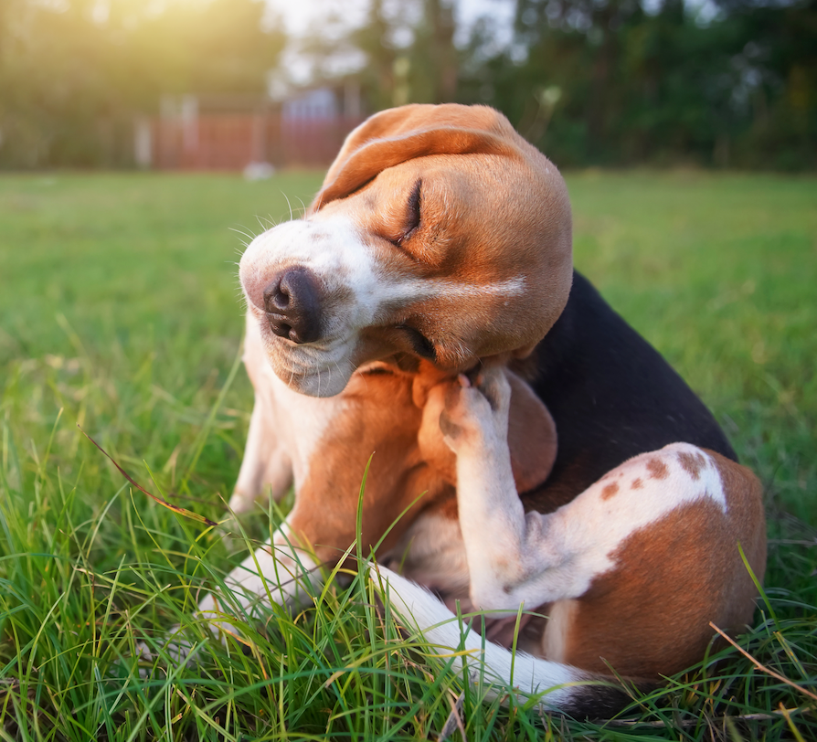 How to Check Your Dog for Fleas