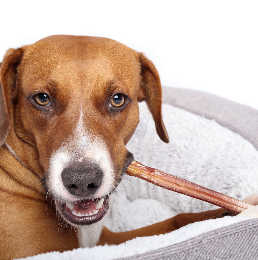 This Simple Chew Can Improve Your Dog’s Health & Happiness!