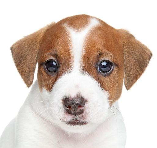 National Puppy Day 2025: Celebrating Our Furry Friends