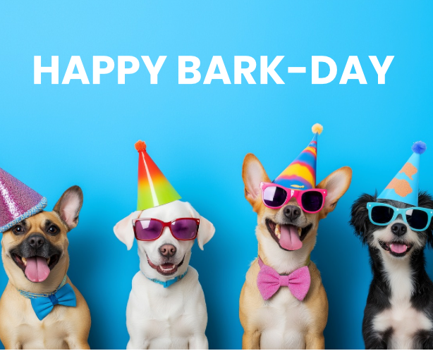 Dog Birthday Party? Here’s How to Celebrate in Style