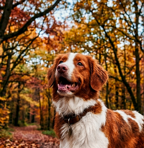September Memories: The Little Moments We Share With Our Dogs