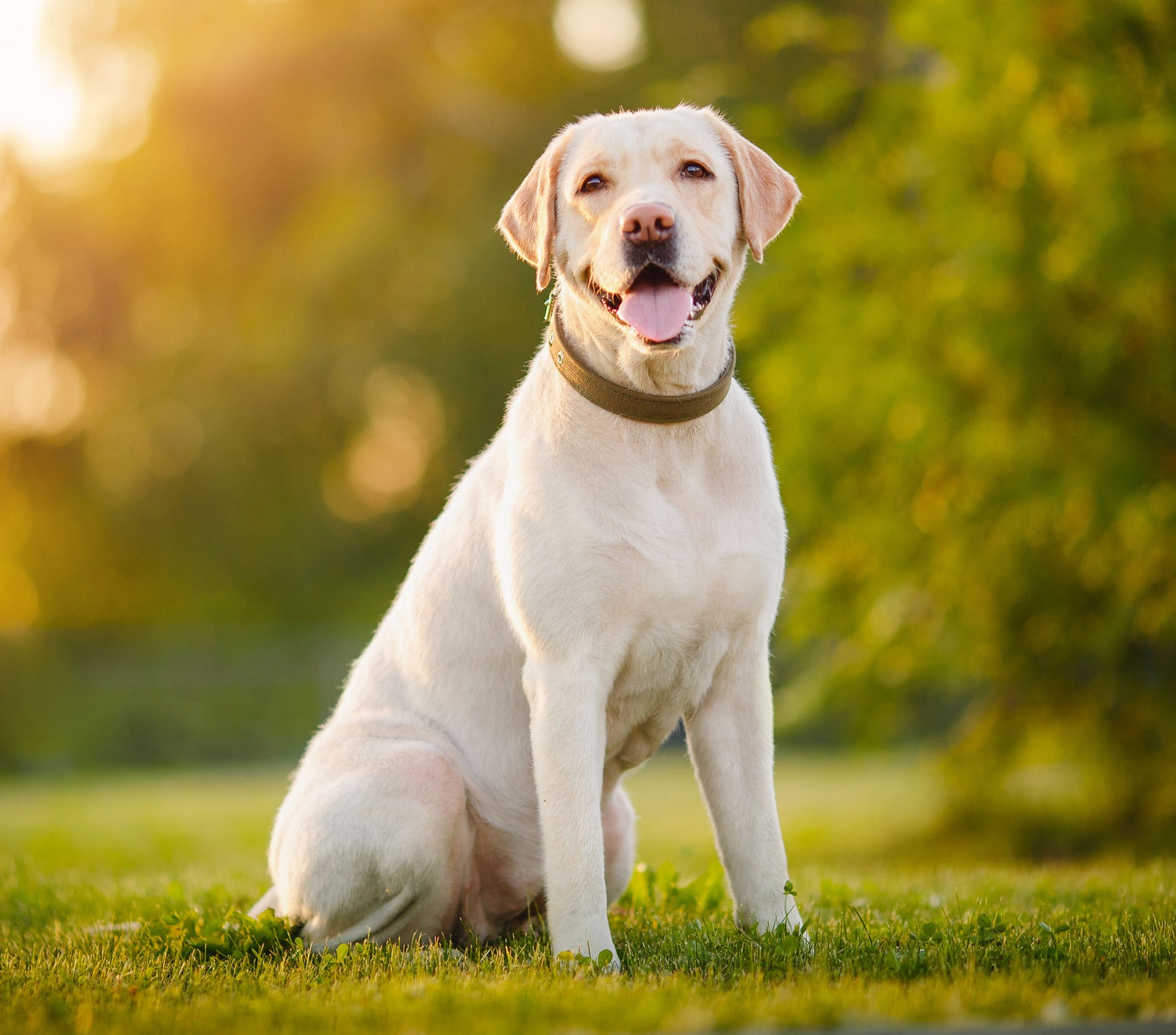 Unveiling the Marvelous Labrador Retriever