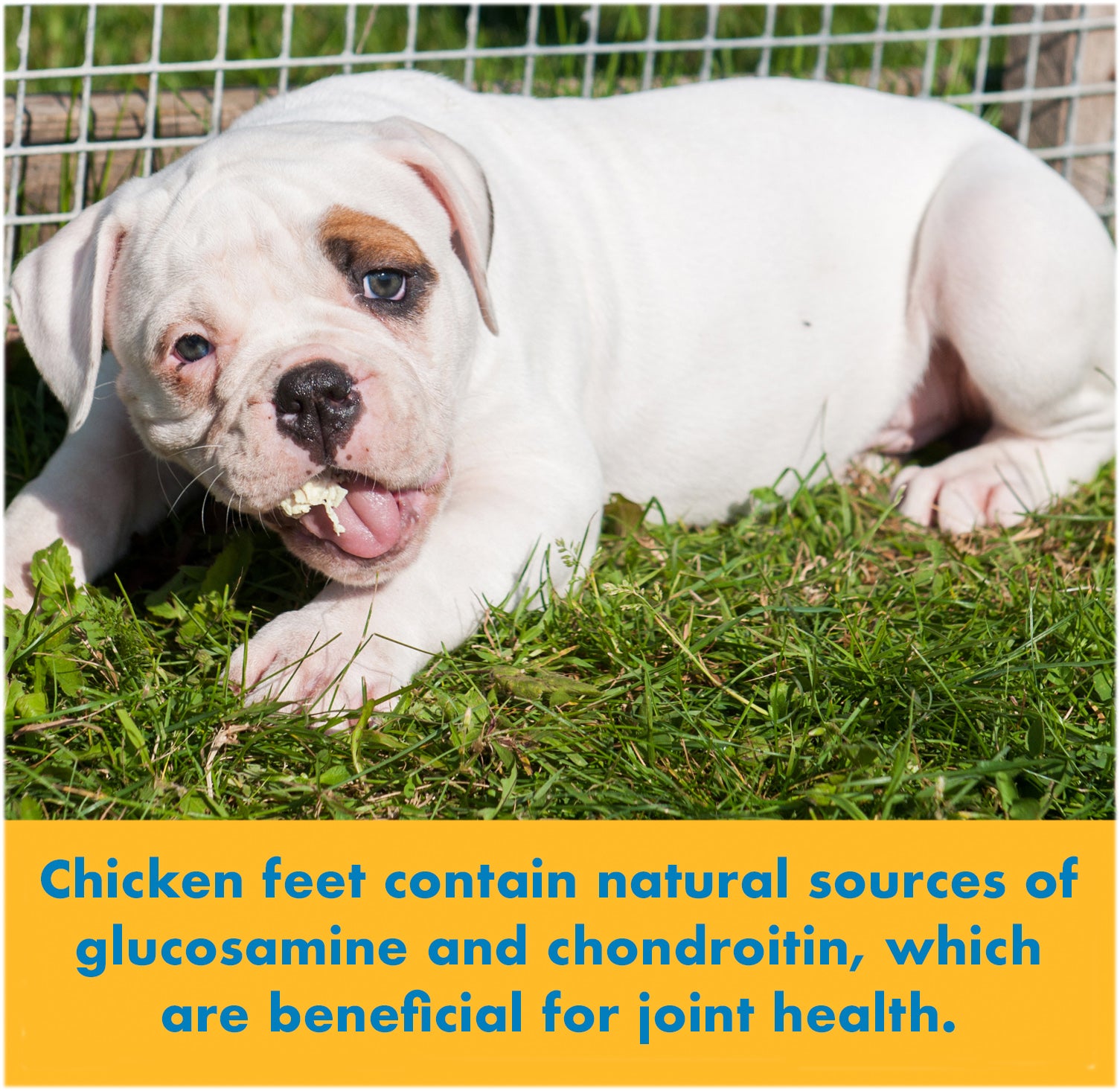 Chicken Feet For Dogs | Natural Joint Dog Chews 7 ounces By 123 Treats