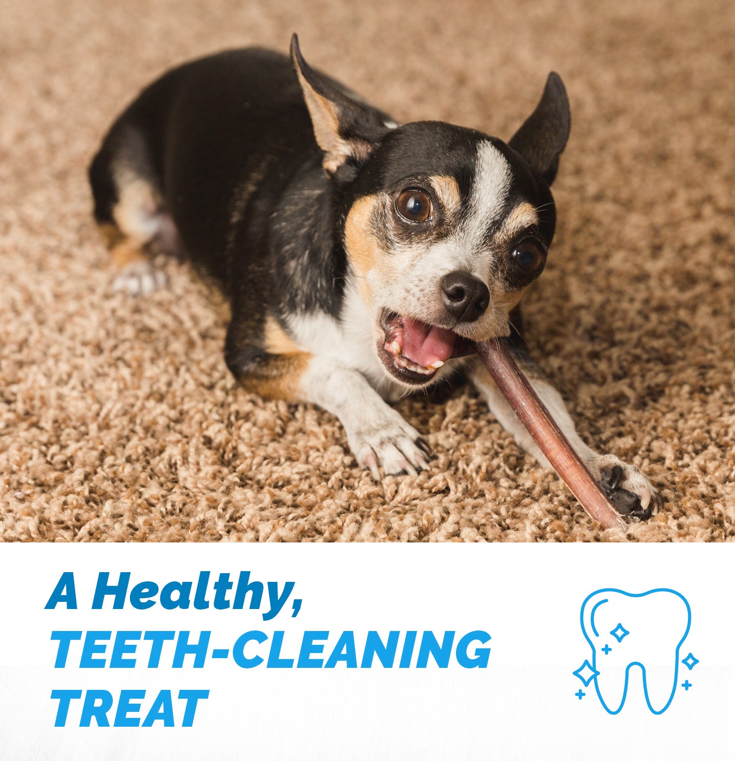 BULLY STICKS for Dogs 6 Inches - 1 Pound | 100% Natural Dog Chews