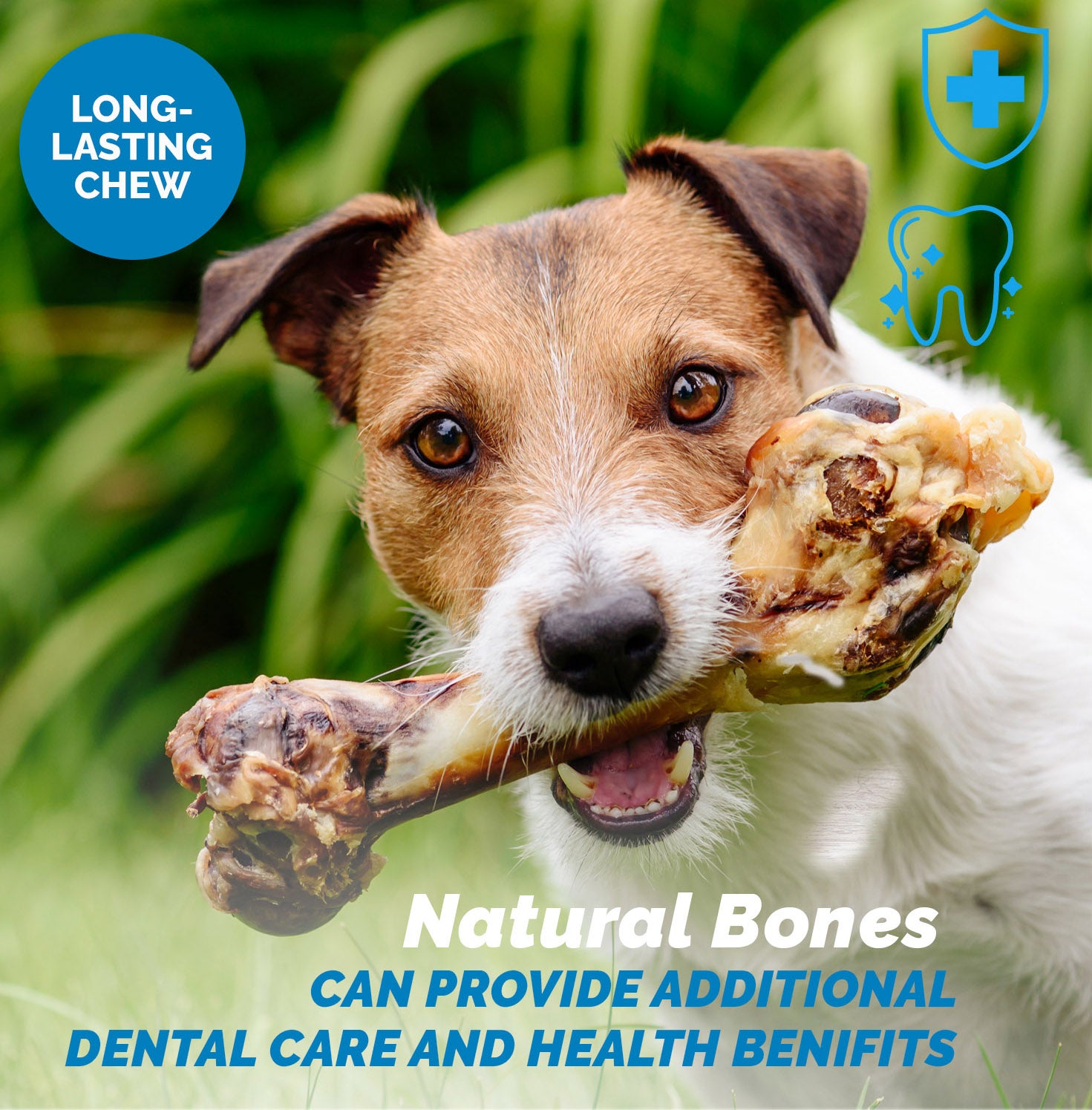 Pork Bones - Premium Meaty Full pork femur bones for Dogs (1 or 2 Count) by 123 Treats