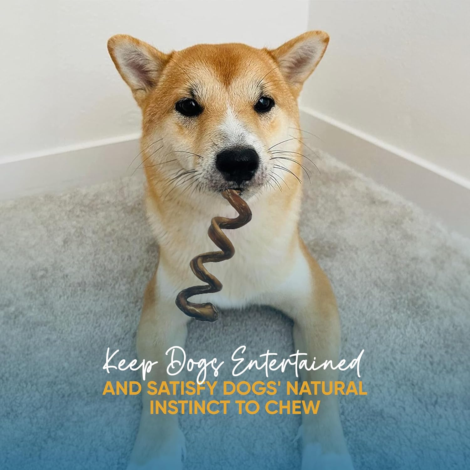 Bully Spring Stick Chews for Dogs – 6-8” (10 or 25 Count) pack - Natural & Long-Lasting Dog Treats