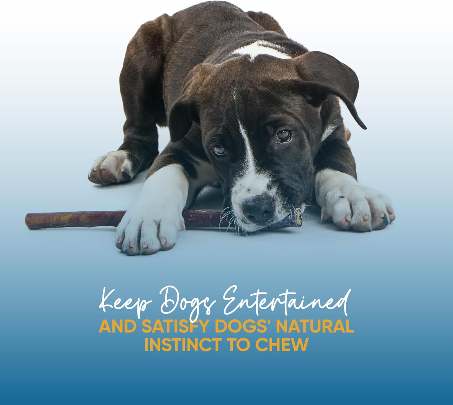 MONSTER BULLY STICKS 12 inches | 3, 10 Jumbo Bully Sticks for Dogs Sourced and packed in the USA | From free-range grass fed cows