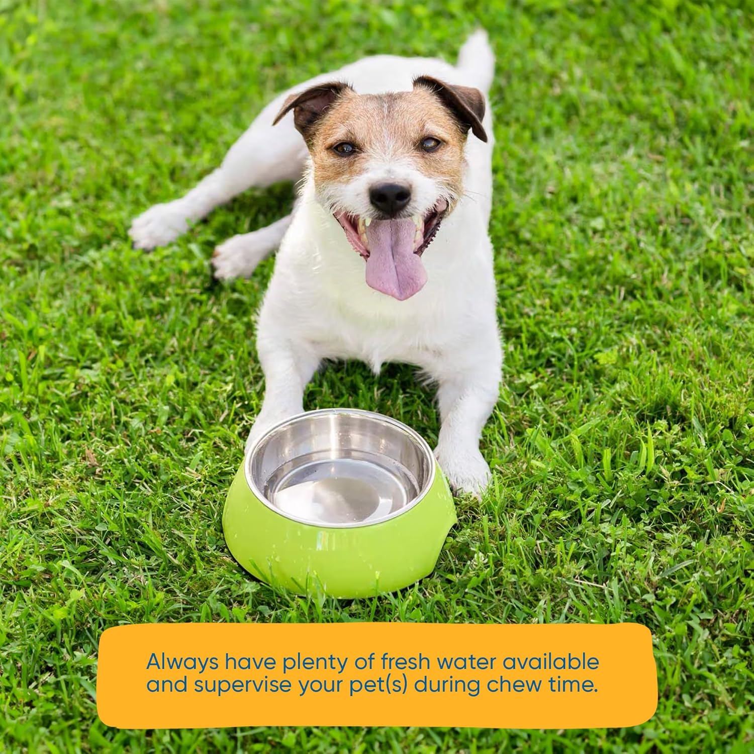 Bully Spring Stick Chews for Dogs – 6-8” (10 or 25 Count) pack - Natural & Long-Lasting Dog Treats