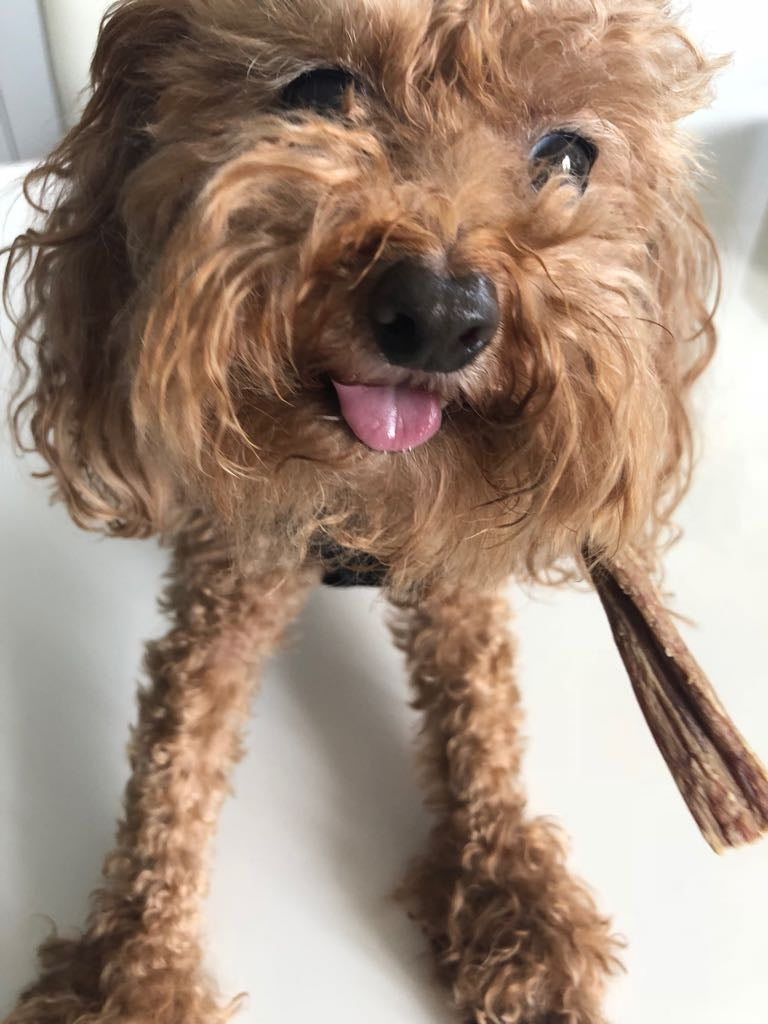 COW UDDER Dog Chews 6" | 100% Natural Beef Chews - 8oz bag | by 123 Treats