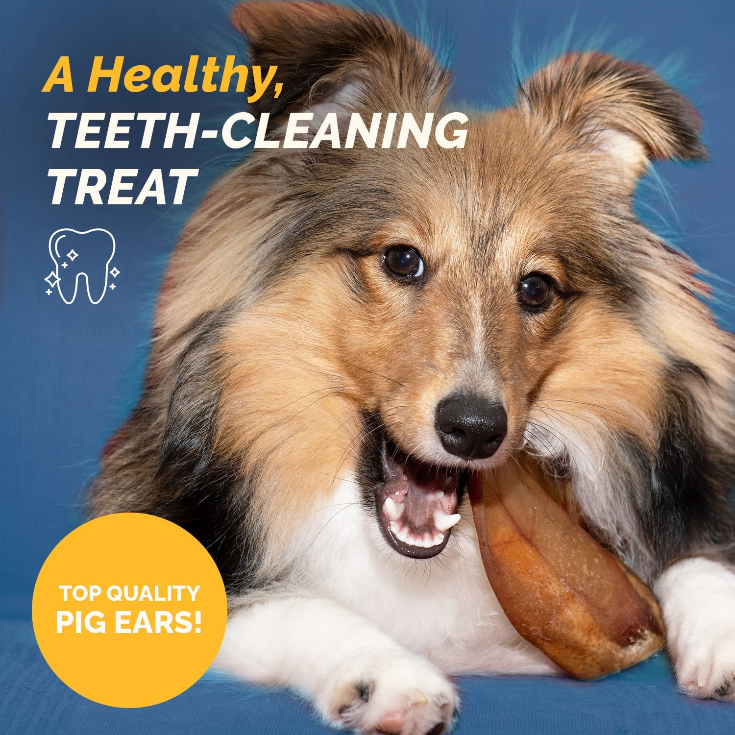 PIG EARS for Dogs Large or Whole sizes - 100% Natural Pork Ears Full of Protein for Your Pet By 123 Treats