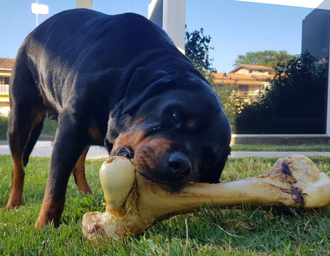 Giant Femur Bone 16 - 18" - Mammoth Dog Bones for Aggressive Chewers