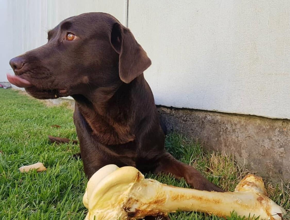 Giant Femur Bone 16 - 18" - Mammoth Dog Bones for Aggressive Chewers