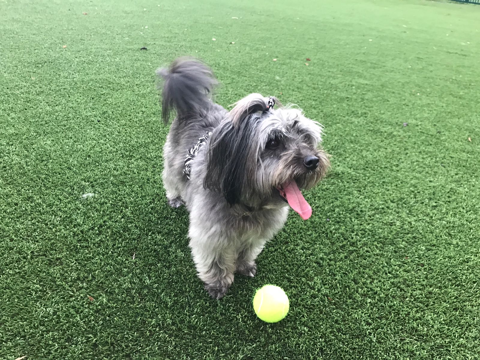 BALL TOYS FOR DOGS