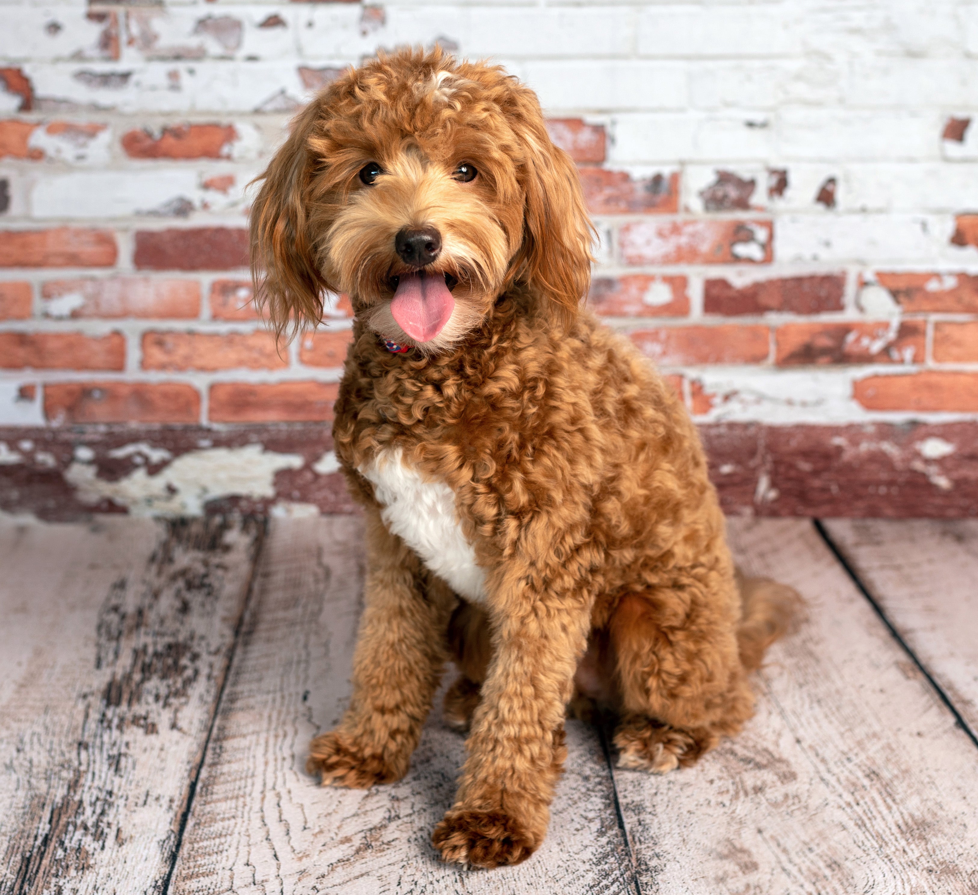 Unlocking the Charm of Labradoodles