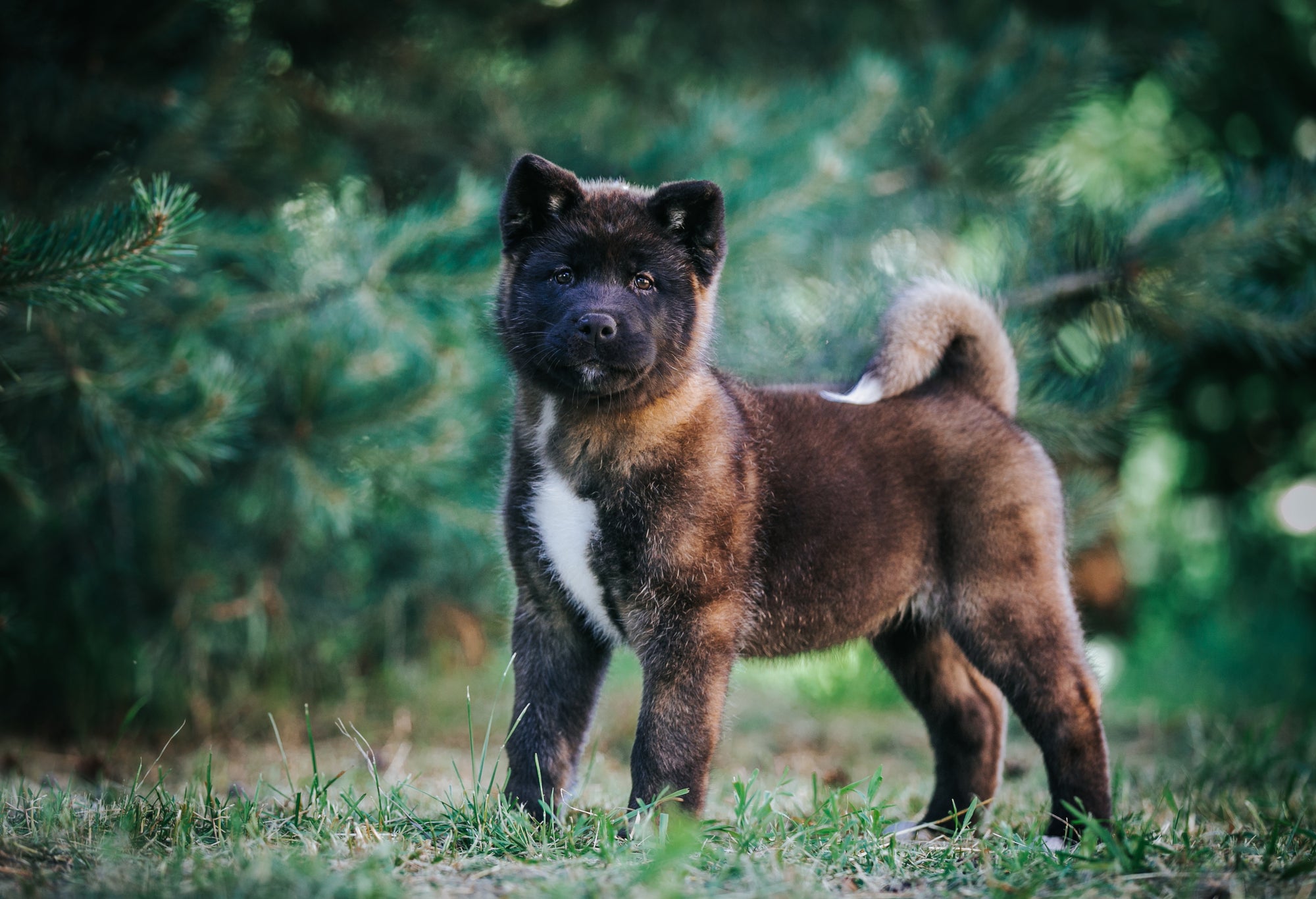 Akita Dog: A Loyal and Dedicated Companion