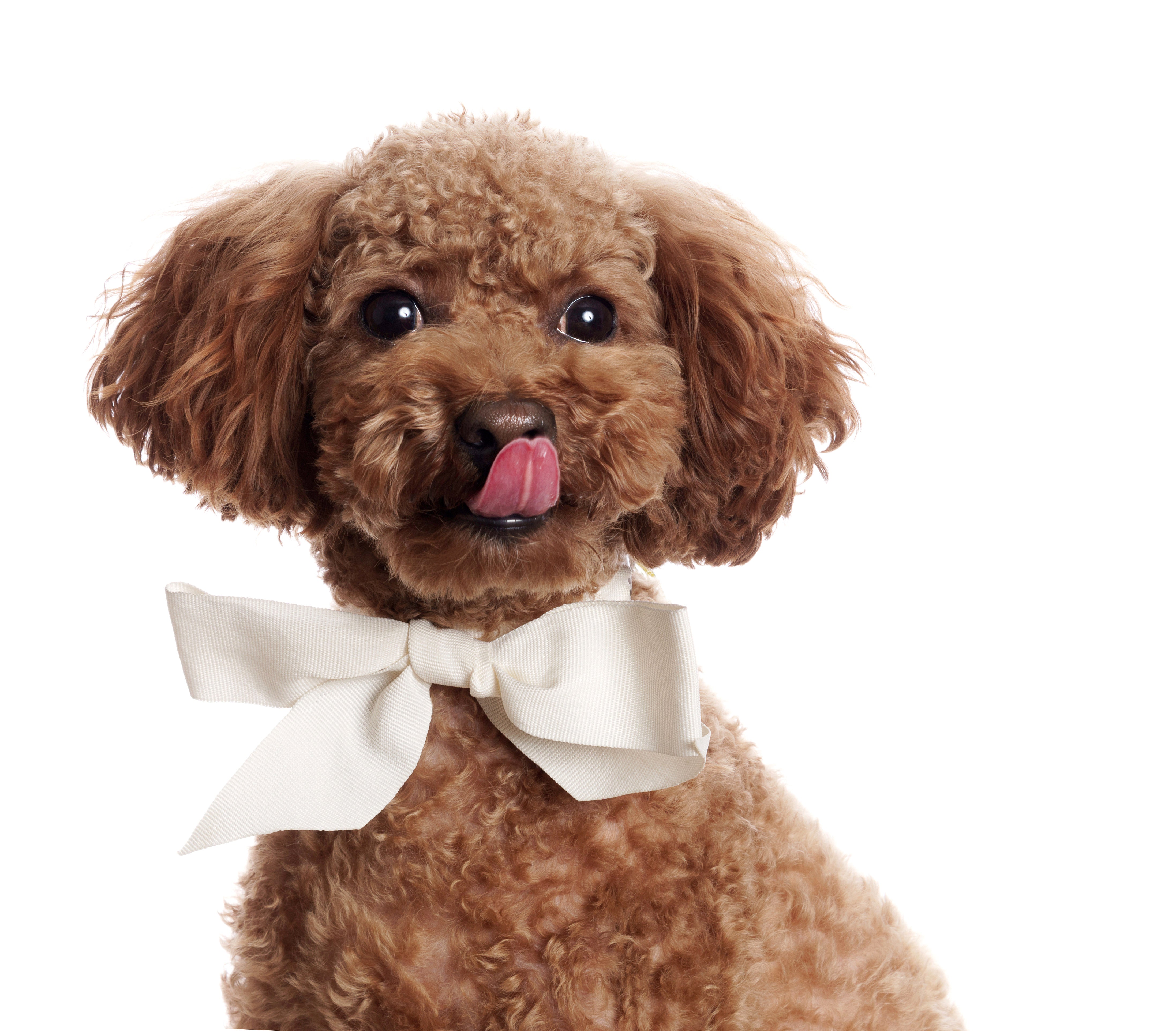 Poodles: Beyond the Powder Puff - A Versatile and Cherished Breed