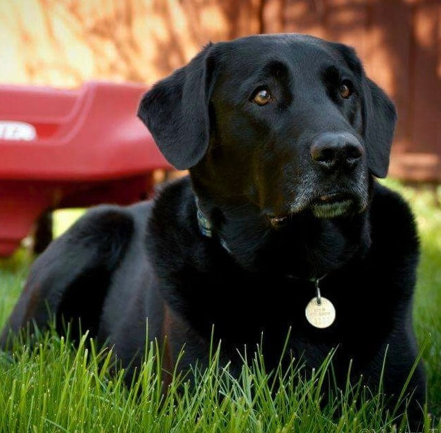 National Black Dog Day: Celebrating Our Dark-Hued Canine Companions