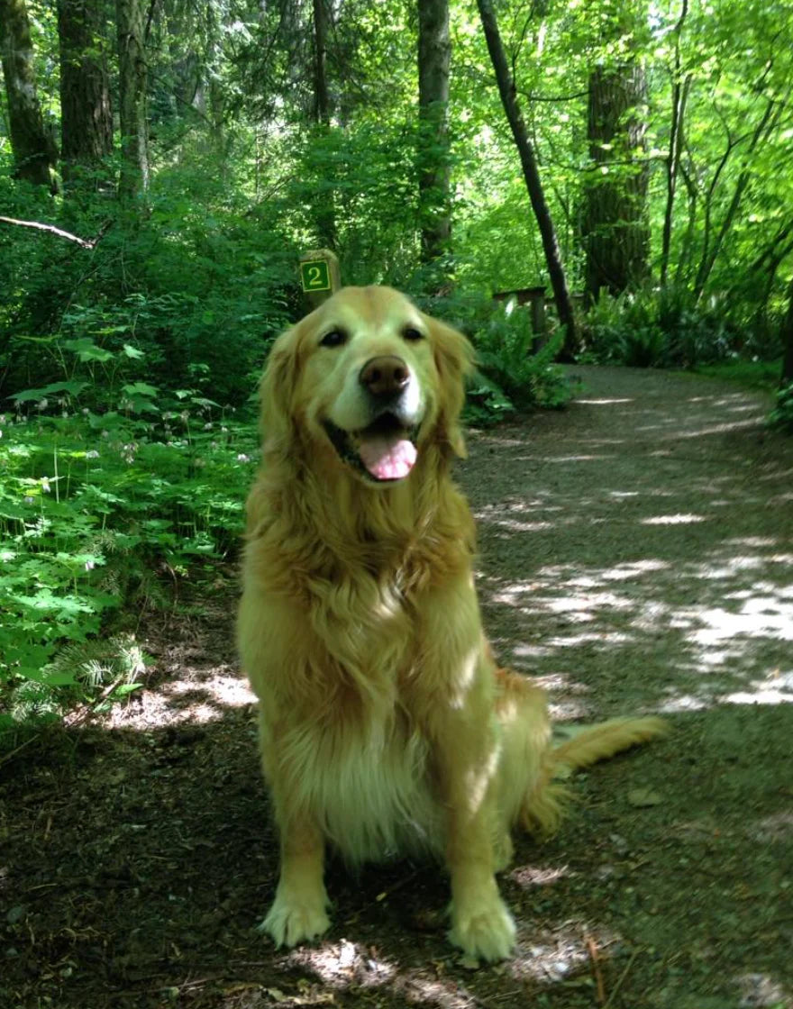 NATURAL DOG BONE