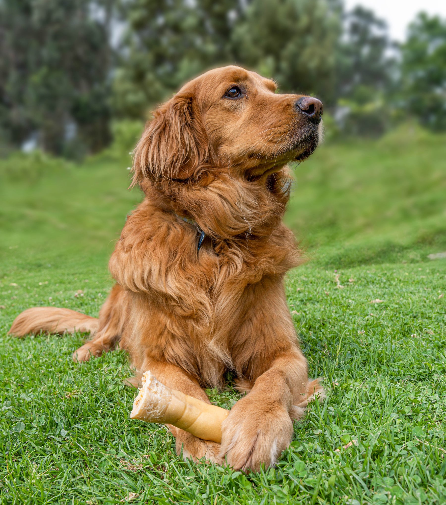 All about Golden Retrievers - 123 Treats