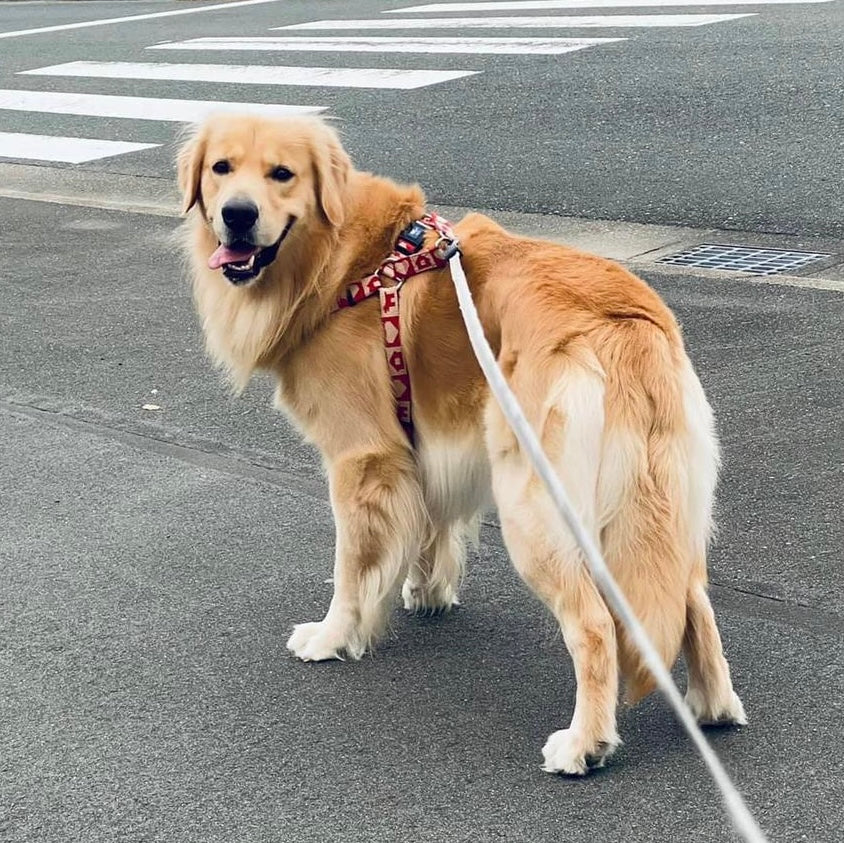 World's Largest Pet Walk: A Celebration of Pets and Their People