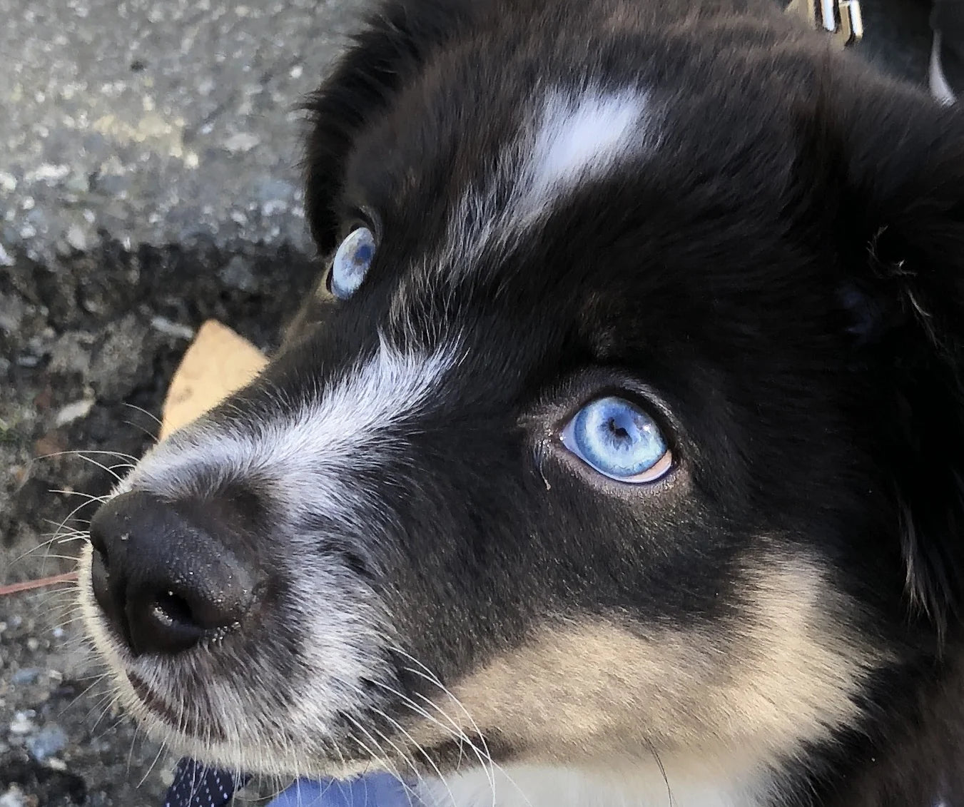 POSITIVE REINFORCEMENT TRAINING USING  NATURAL DOG TREATS