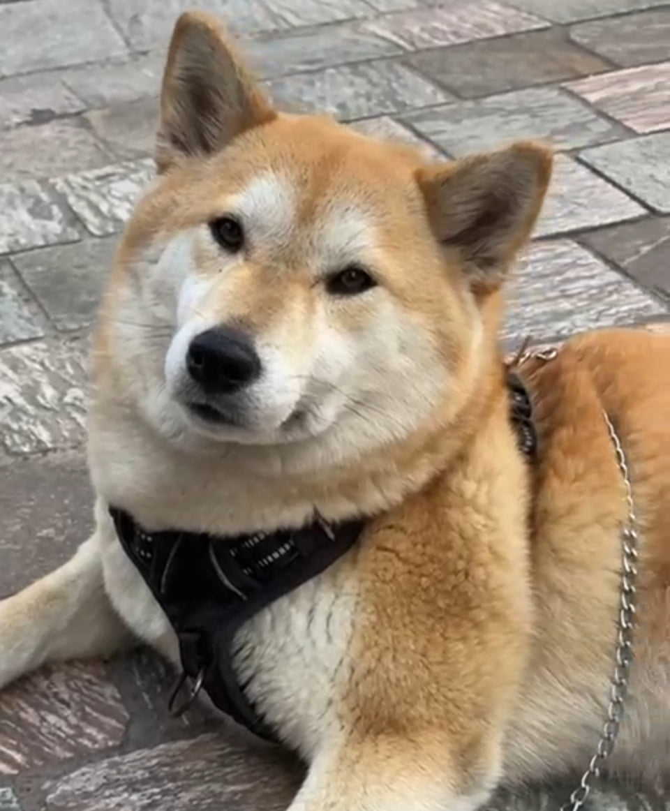 The Irresistible Charm of Shiba Inus