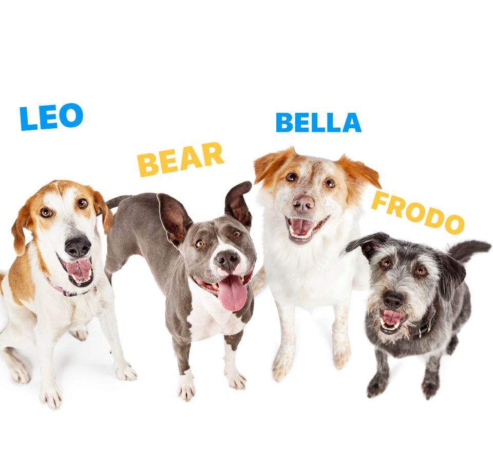 Naming Your Canine Companion
