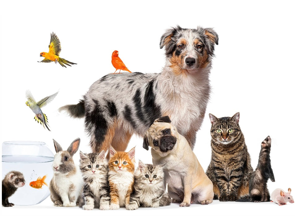 Celebrating International Pet Day