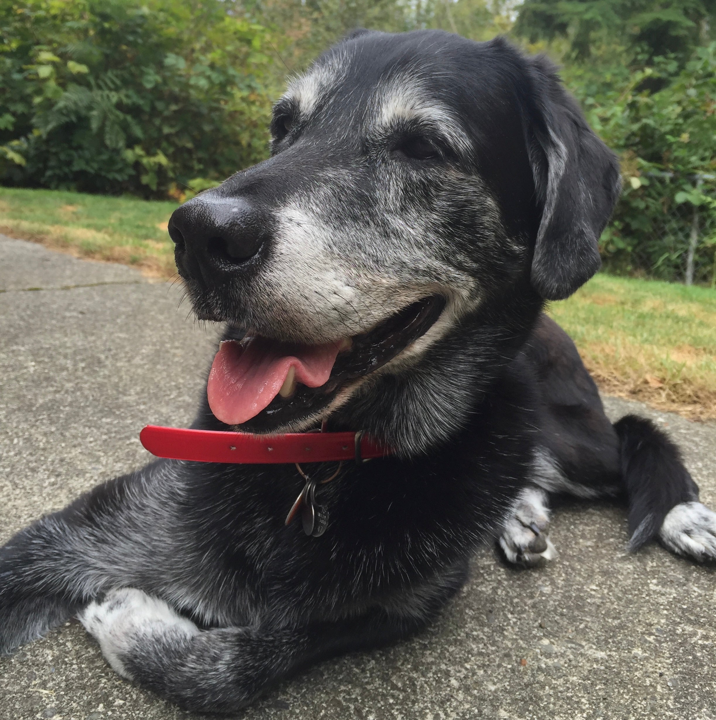 The Best Treat Chews for Senior Dogs: Ensuring Health and Happiness