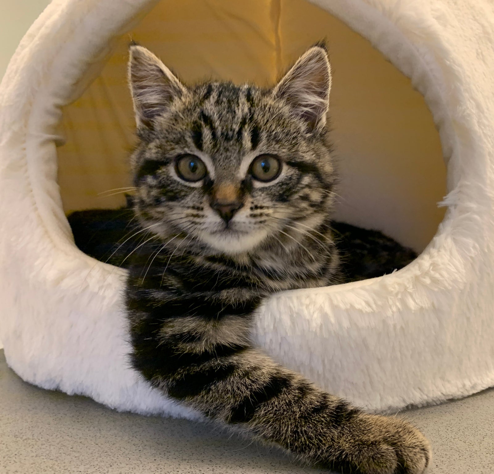 International Rescue Cat Day: Celebrating and Supporting Feline Friends in Need