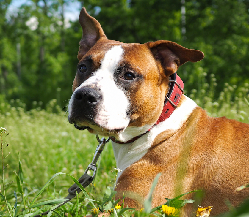 Learn about retractable leash