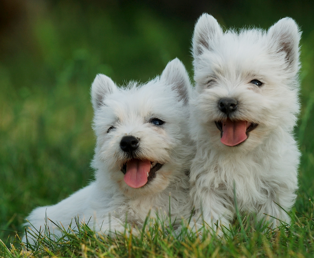The West Highland White Terrier