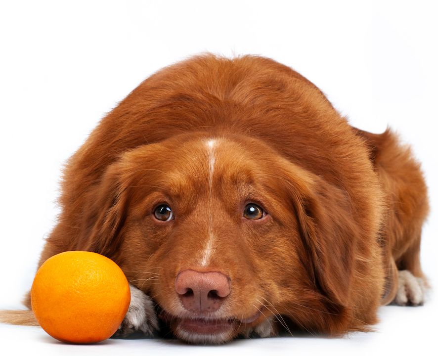 Are oranges save for dogs?