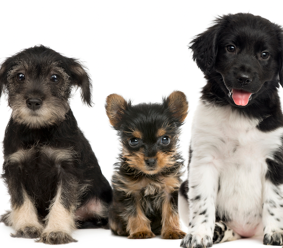 A Healthy and Happy Puppy