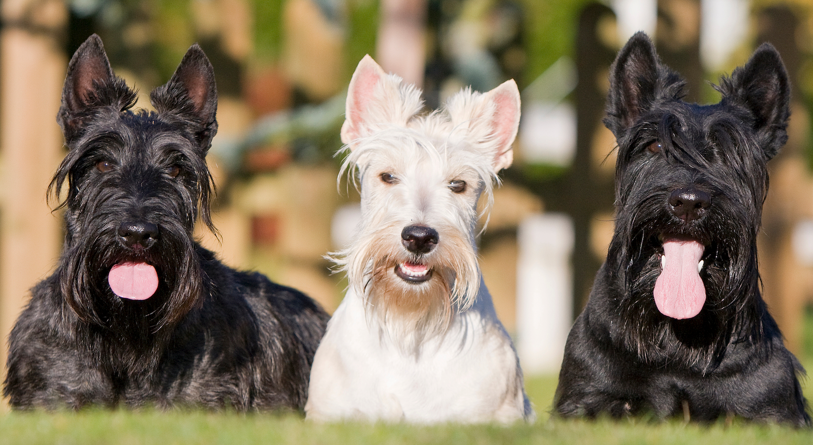 Are Terriers suitable for you and your family?