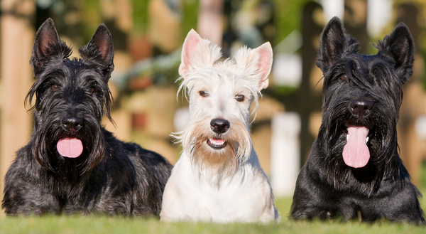 Are Terriers suitable for you and your family? - 123treats