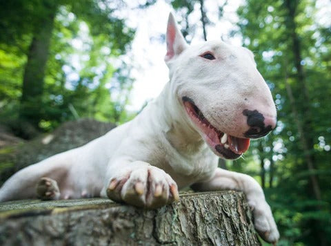 Bull Terriers: The Goofy and Lovable Companions