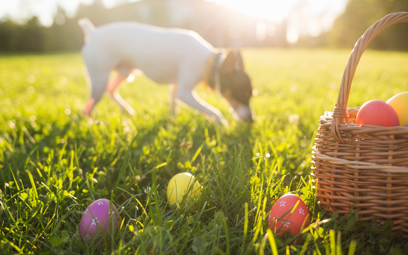 Keeping Your Pooch Safe During Easter Egg Hunts