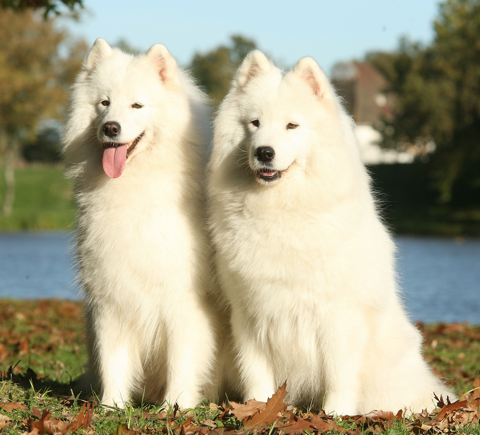 do samoyeds make good service dogs