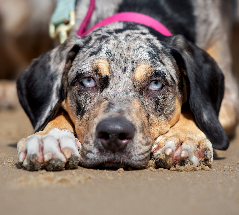 All about Catahoula Leopard Dog