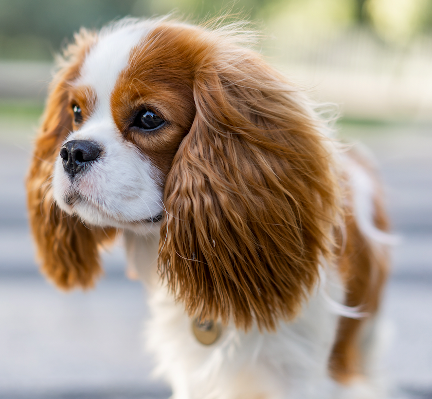 Cavalier king charles spaniel 2024 west highland white terrier